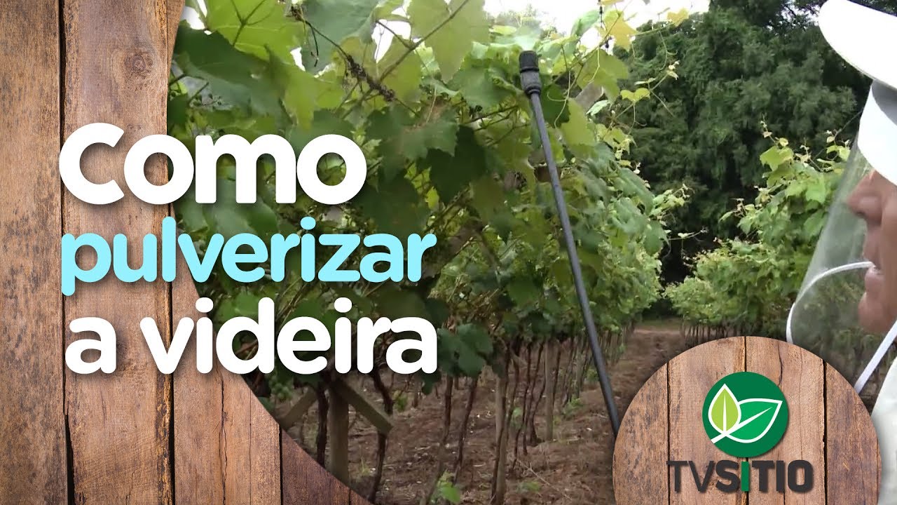 COMO FAZER A PULVERIZAÇÃO NA VIDEIRA