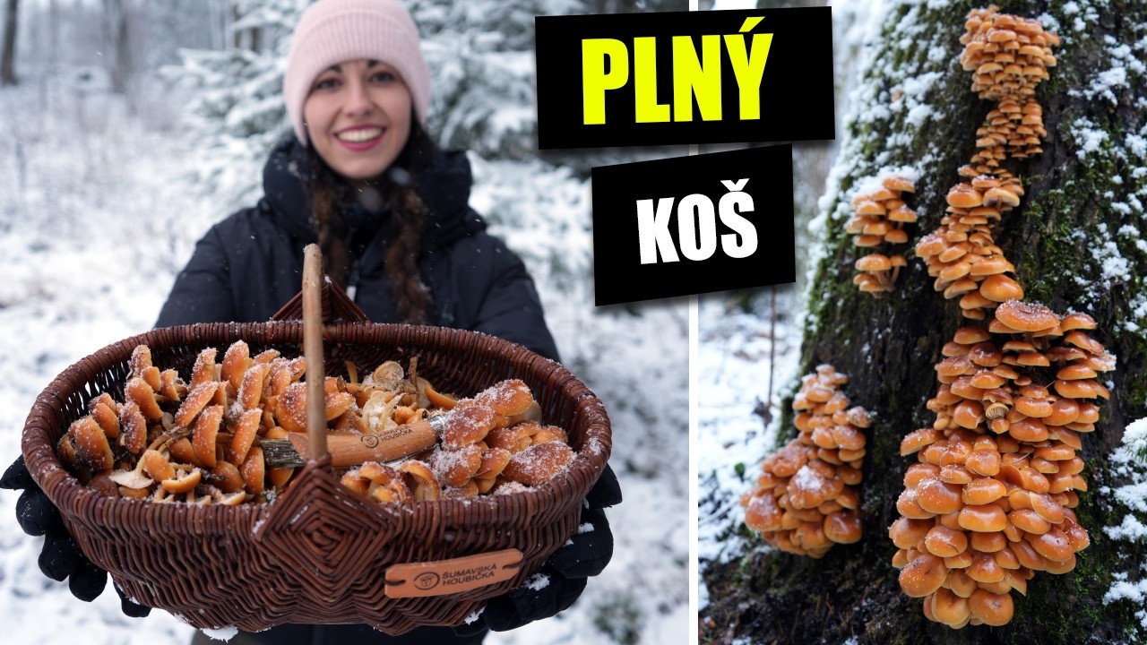 Penízovka sametonohá - Jak ji poznat, léčivé účinky, záměna.