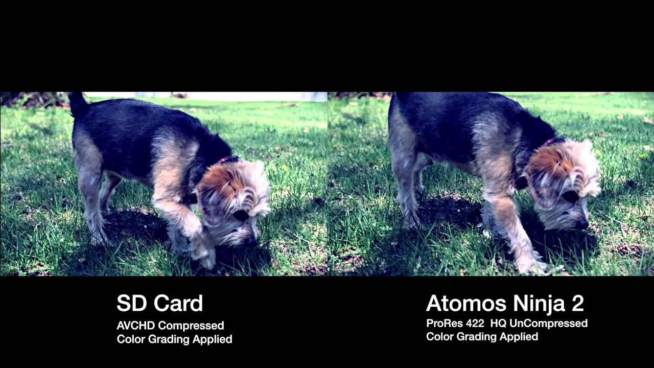 Atomos Ninja 2 vs Memory SD Card