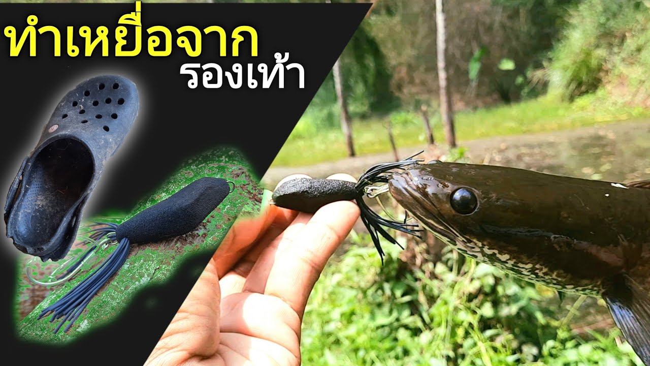ทำเหยื่อจากรองเท้าให้ปลากัดดี