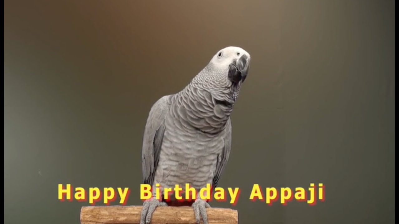 Kali, the amazing talking African Grey Parrot of Shuka Vana