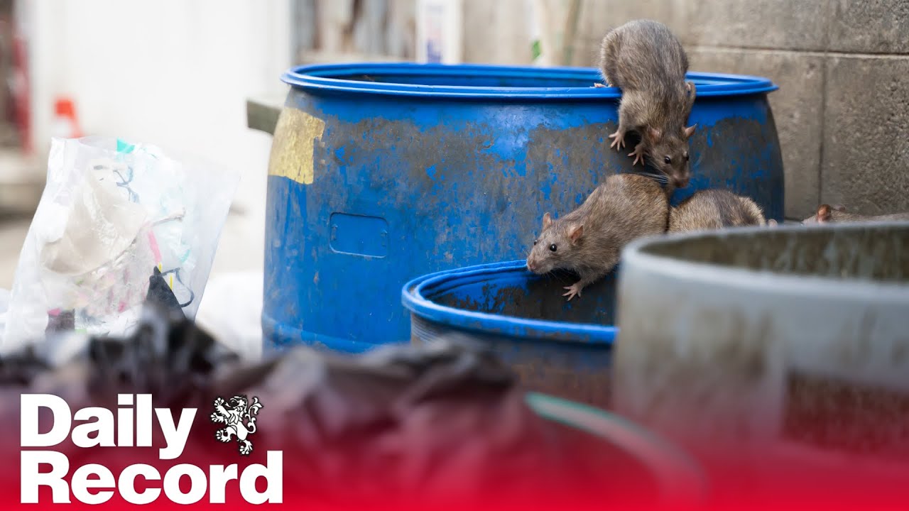 Glasgow rats leave more than 100 in hospital amidst warning bites 'could kill'