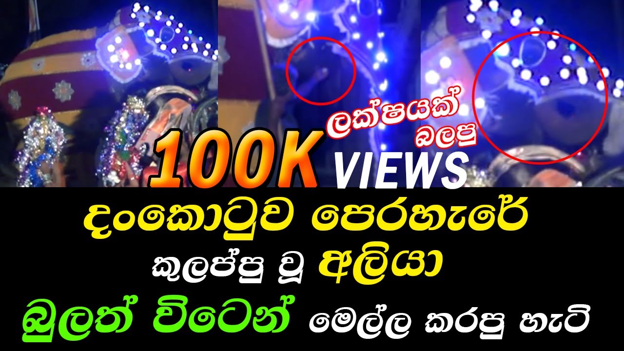 දන්කොටුව පෙරහැරේ අලි කුලප්පුව | Dankotuwa perahara Ali Kulappuwa