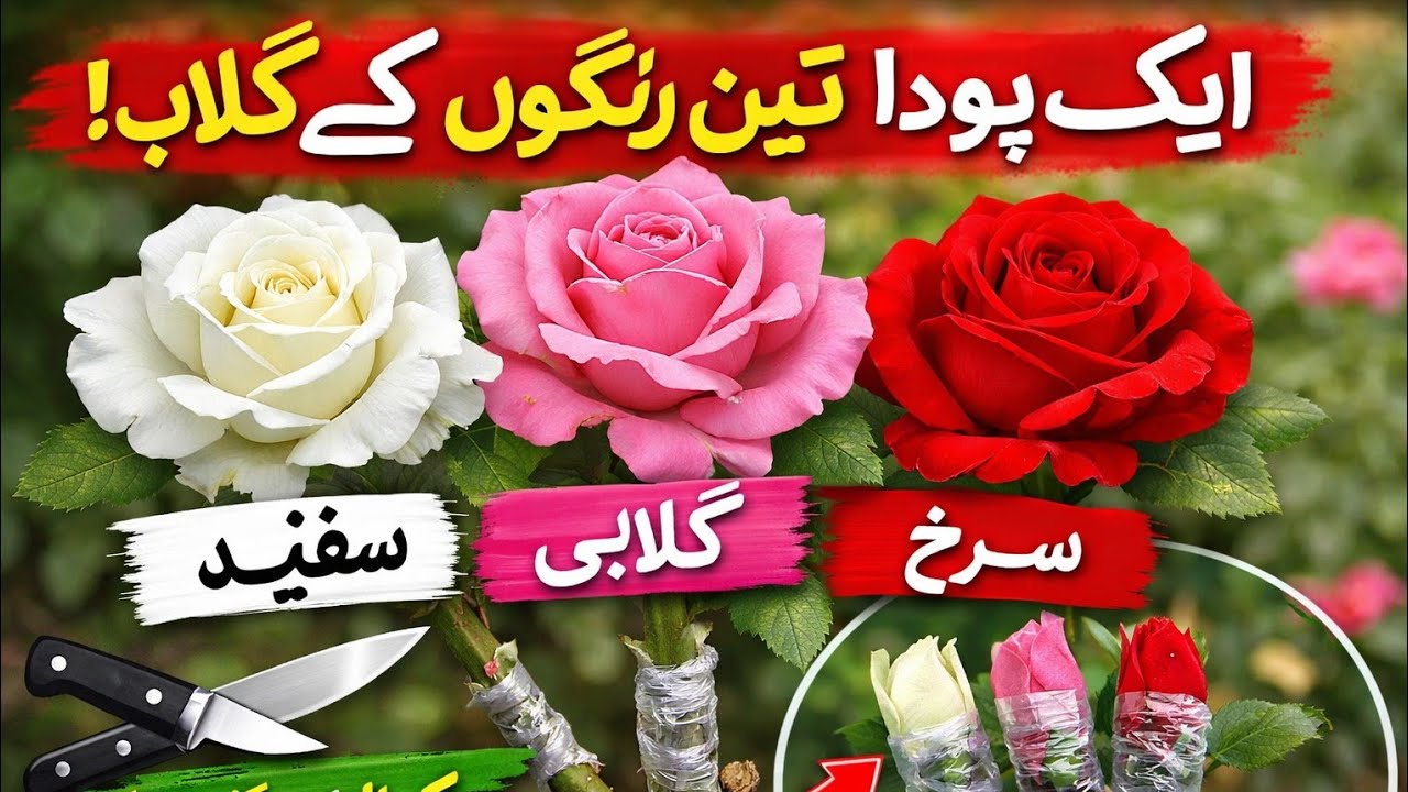 Grafting 3 Different Color English Roses on One Plant with update | T Budding method | Nawaz nursery