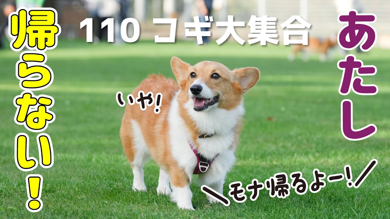 楽しすぎて帰りたくないと最後の最後まで粘るコーギー【110匹コーギー祭】
