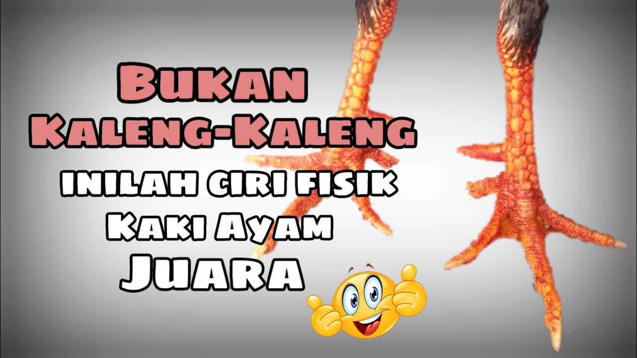 Ciri Kaki Pitik Berkualitas‼️