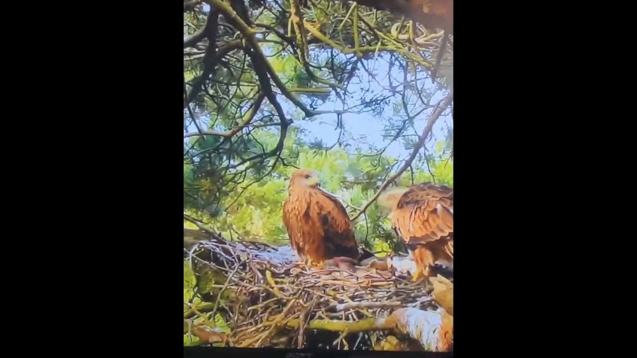 Amazing  mother bird feeding here young baby