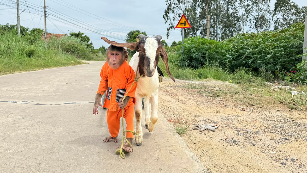 CUTIS takes friend Goat out for walk