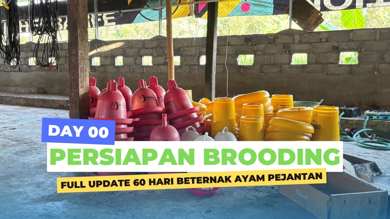 DAY 00 - PERSIAPAN BROODING AYAM PEJANTAN POPULASI 6.000 EKOR - PART 1