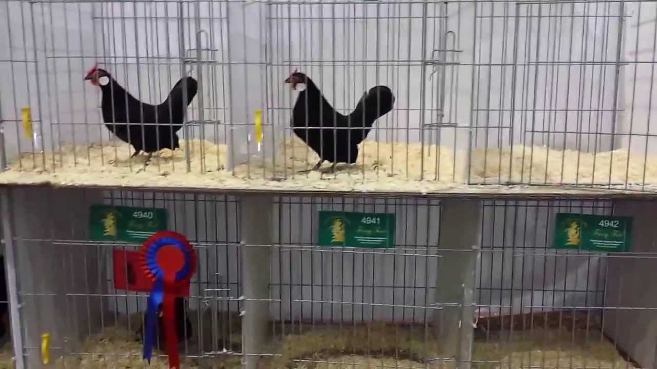 Rosecomb Bantams at The Federation show 2013