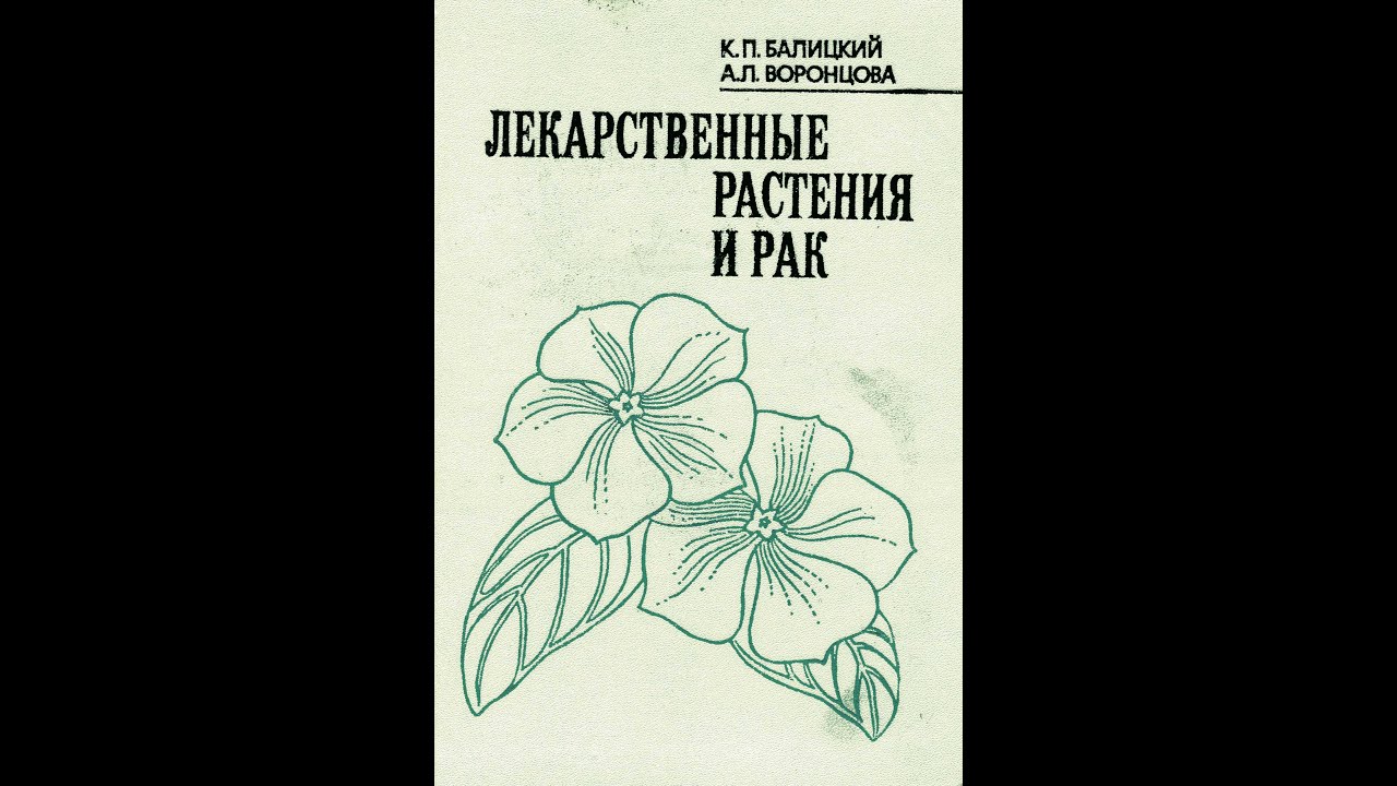 Аралия маньчжурская &mdash; Aralia mandshurica