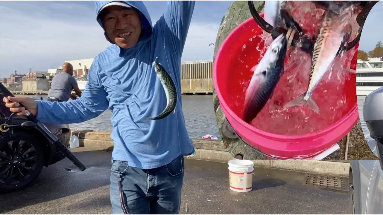Mackerel fishing at Jodrey State Fish Pier, Gloucester, MA (11/6, 2022)