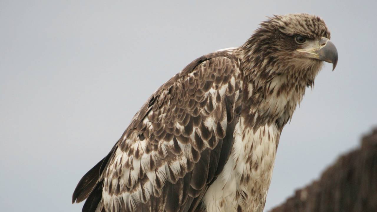 Conservation Success Stories: The Bald Eagle