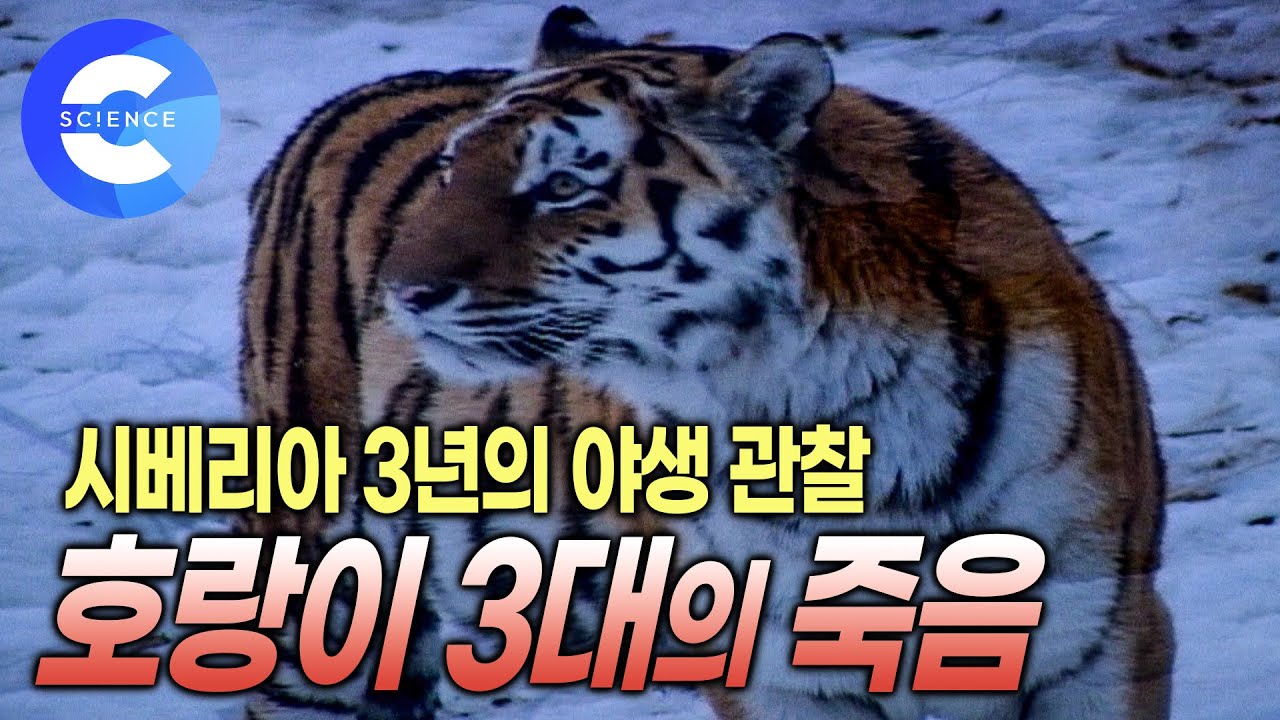 시베리아 호랑이 3대의 죽음 | 다큐프라임