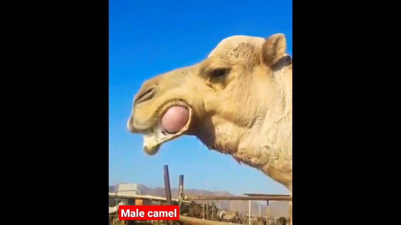 Male camel (awr qooqan) Geel