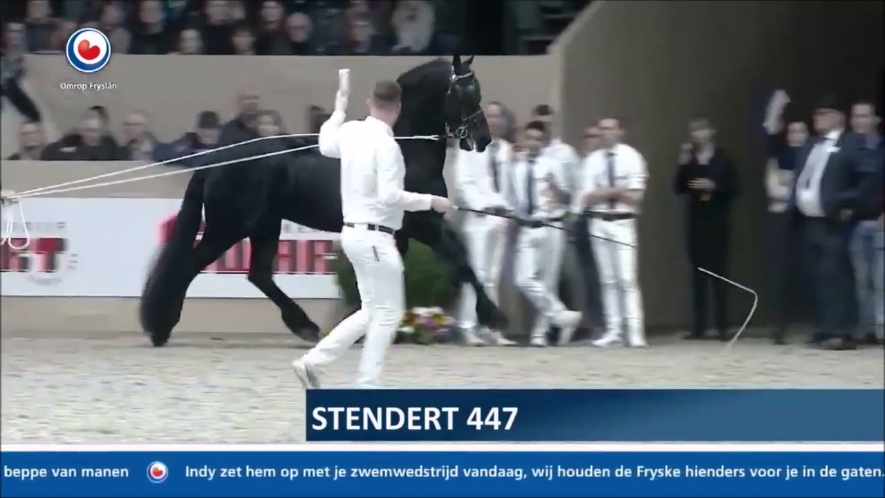 STENDERT 447 SPORT AAA at KFPS Stallion Inspection 2020