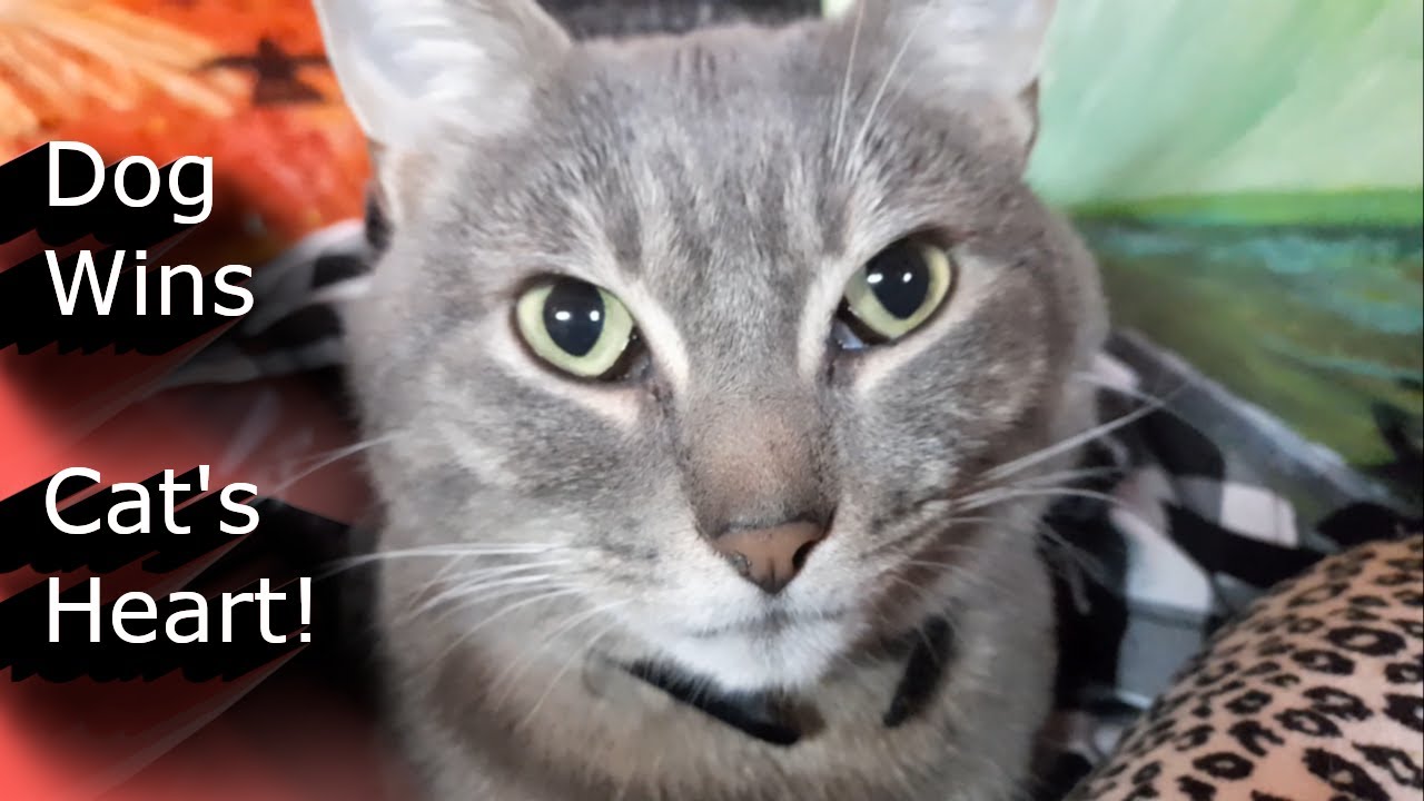 This Dog Wins A Cat's Heart!