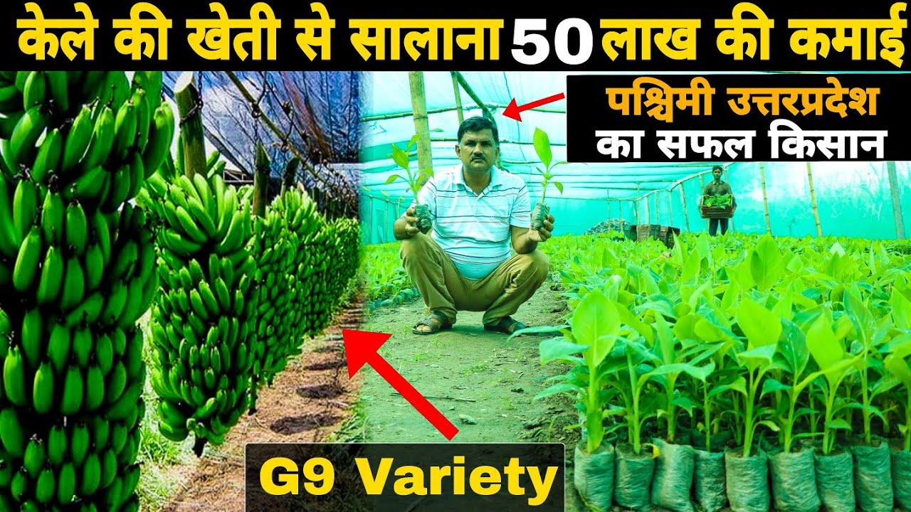 केले की खेती की संपूर्ण जानकारी | G-9 Variety Banana Farming in India | लाखों-रुपये का मुनाफा