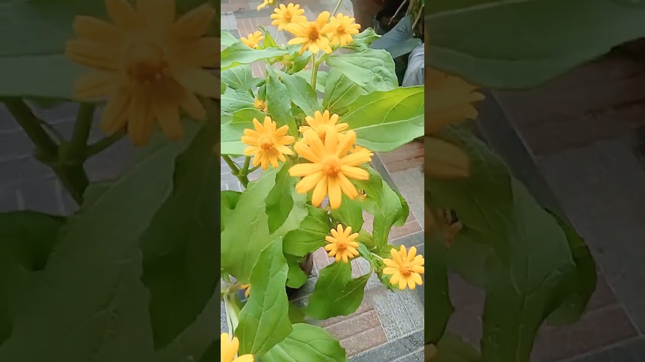 Карликовый, мини-подсолнух / Переизбыток миловидности