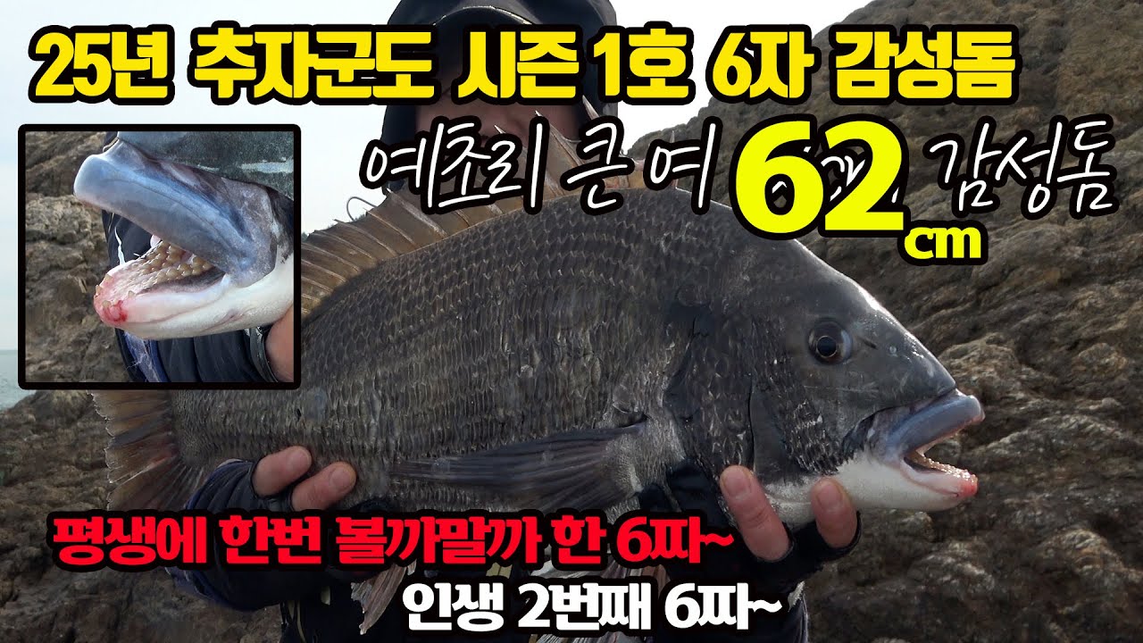 2025년 첫 추자도 1호 6자 감성돔 (62cm)