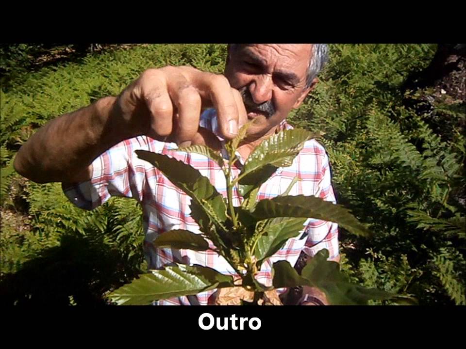Enxertia no Castanheiro de borbulha
