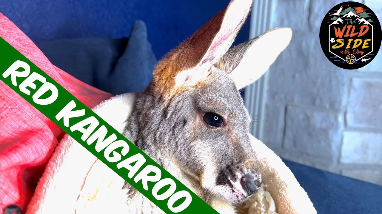Red Kangaroo Facts! A Visit With An 8 Month Old Joey!
