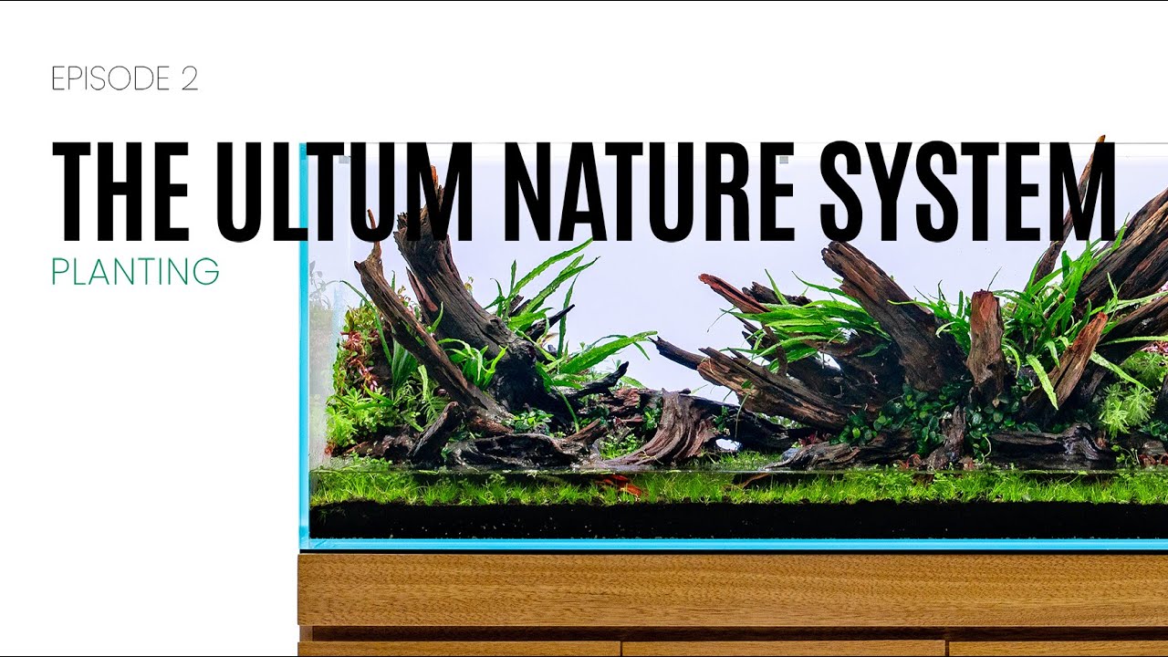 EP 2: The Ultum Nature System - Planting the 120P Aquascape