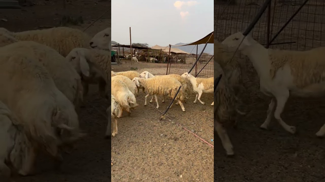 العناية بصغار الأغنام من وجهة نظري