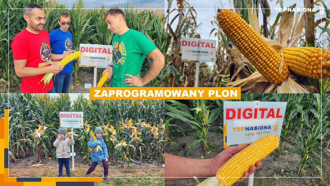 🌽 DIGITAL - Zaprogramowany plon | Kukurydza na ziarno i grys | Top Nasiona
