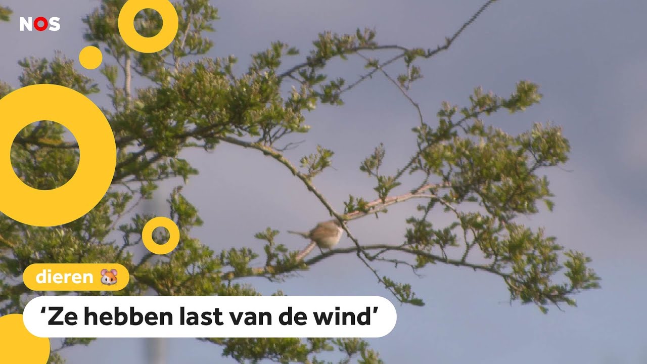 Minder trekvogels in Nederland