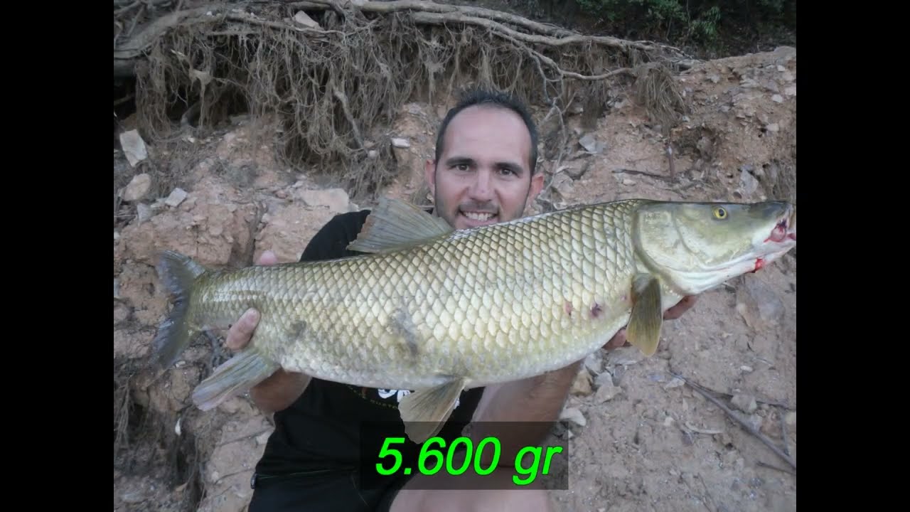MI RECORD DE BARBO EN CIJARA