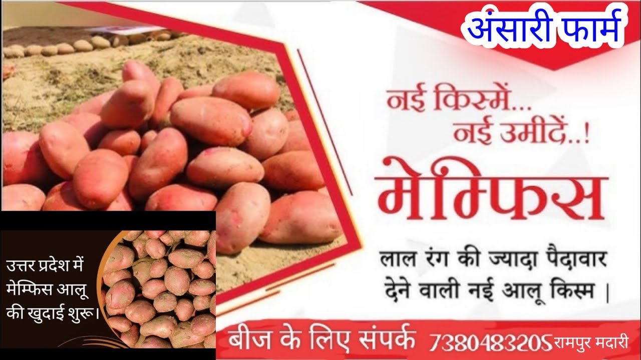 लाल आलू की खुदाई हो रही है आलू का नाम है मेंमफिश