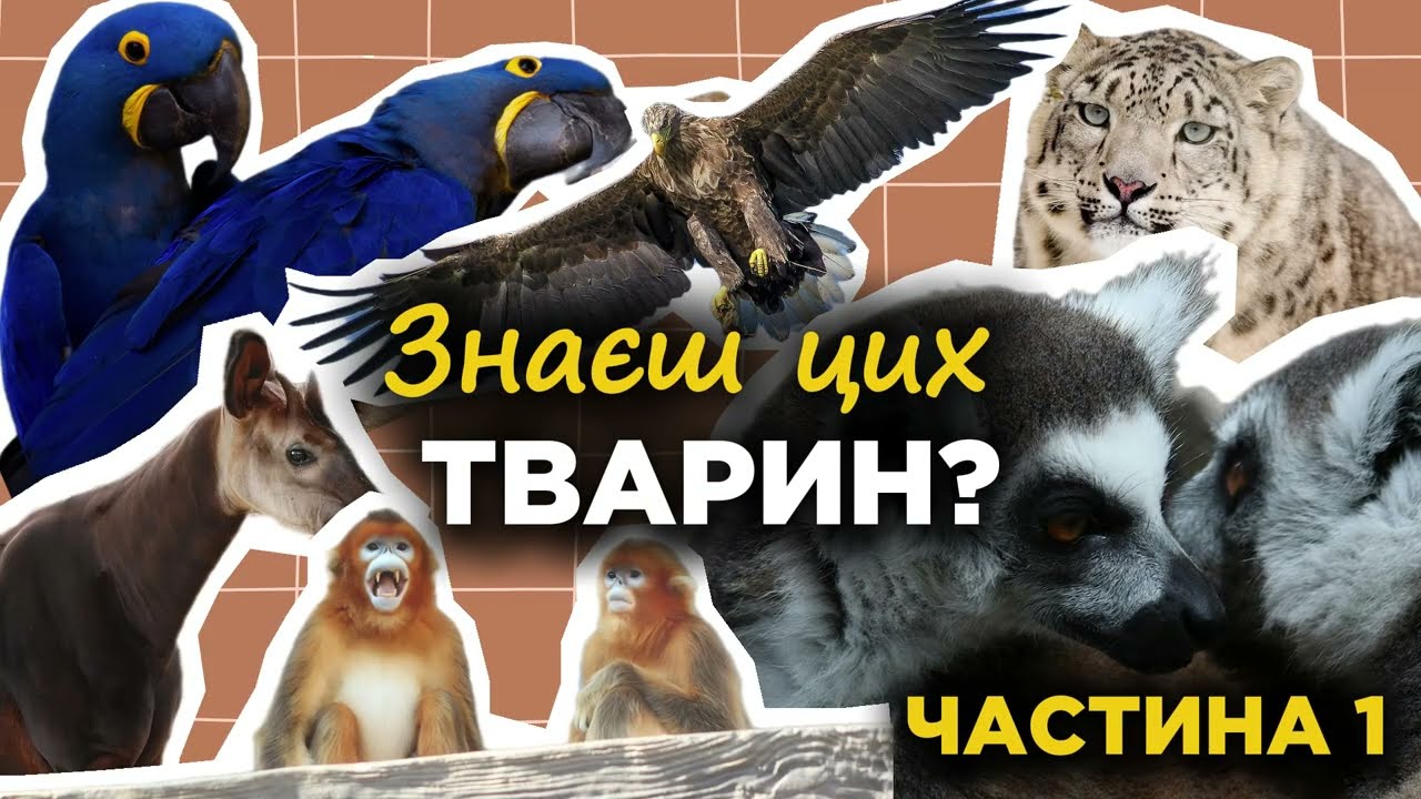 Вгадай тварину за 5 секунд 🐾| Квіз Частина 1