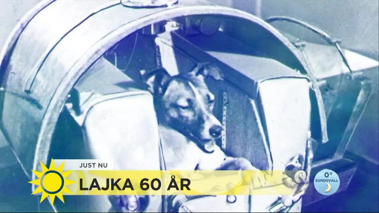 60 år sen Lajka skickades upp i rymden – 