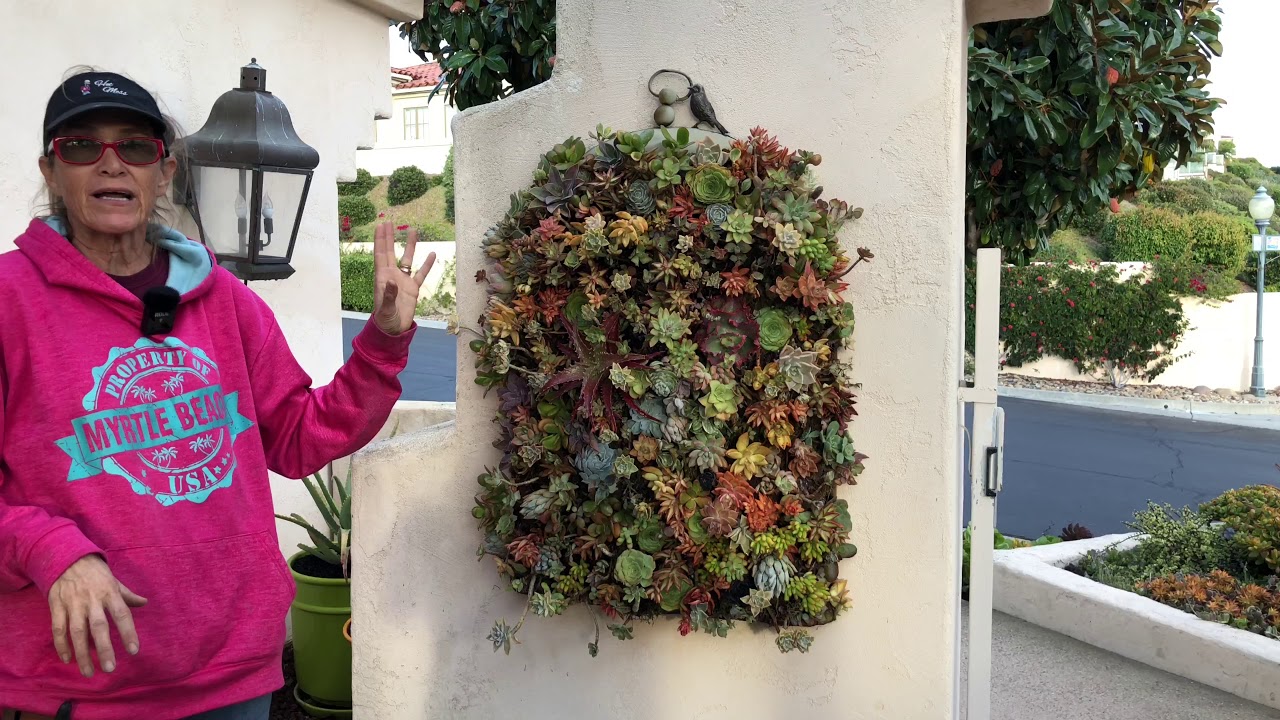 A Quick Thanksgiving Succulent Garden Rehab