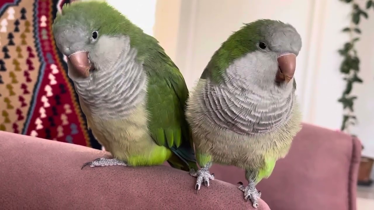 #birds #parrot #funnyanimals #funny #cute 