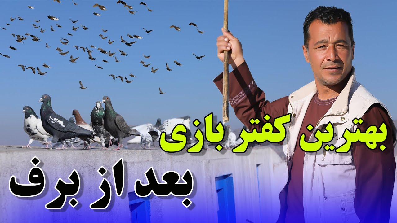 جالب ترین کفتر بازی امروز ما بعد از برف کابل جان /095Afghan Shawqi
