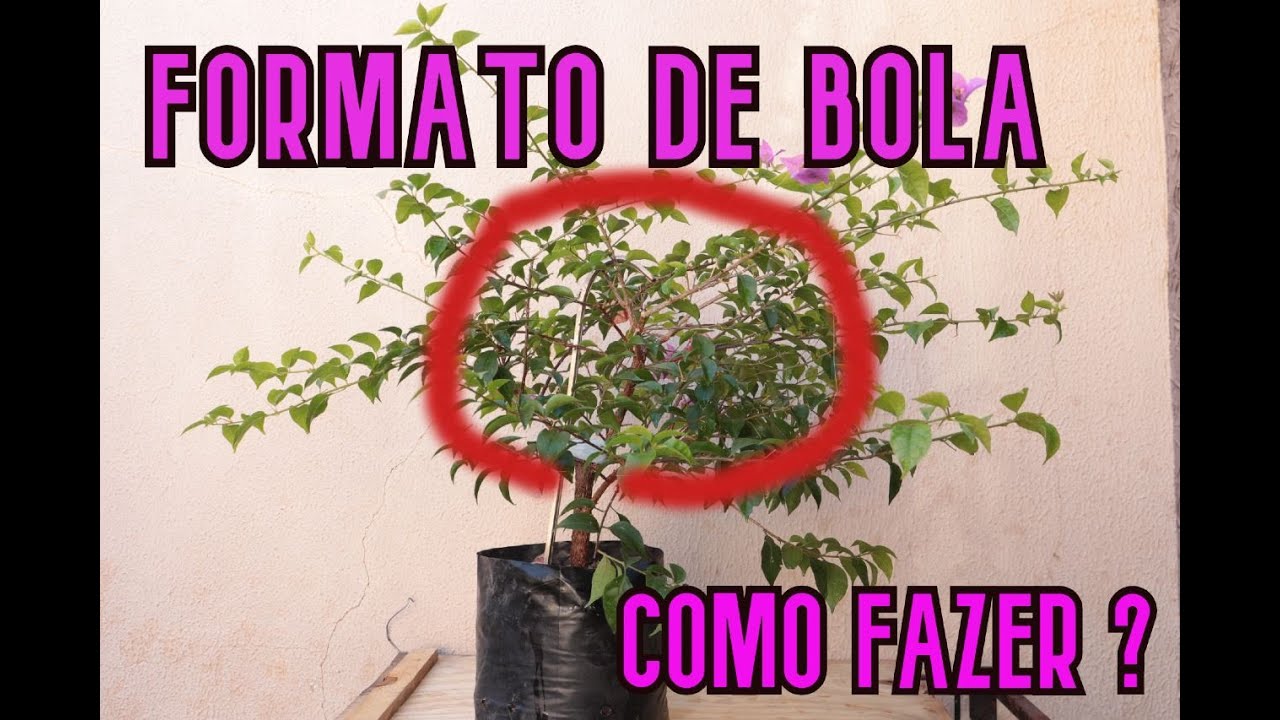 Como deixar a Bougainvillea no formato bola - dica rápida