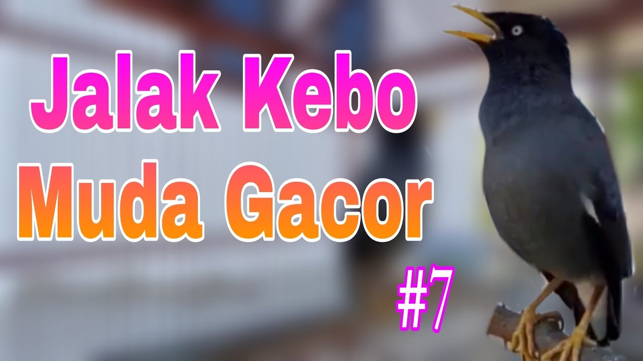 Jalak Kebo Bisu / Jalak Kebo Malas Bunyi Langsung Bunyi Dengar Ocehan Jalbo gacor #7