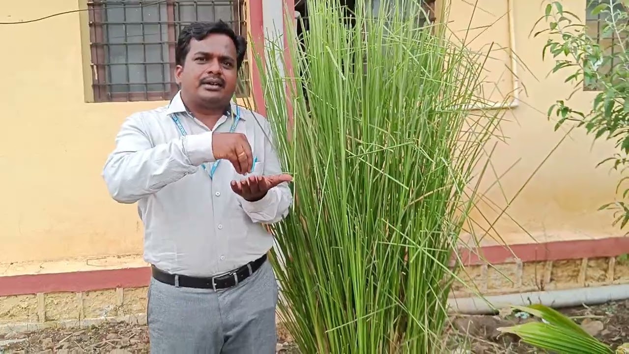 Lavanch plant /Vetiver plant uses- By Dr.Mahantesh Jogi