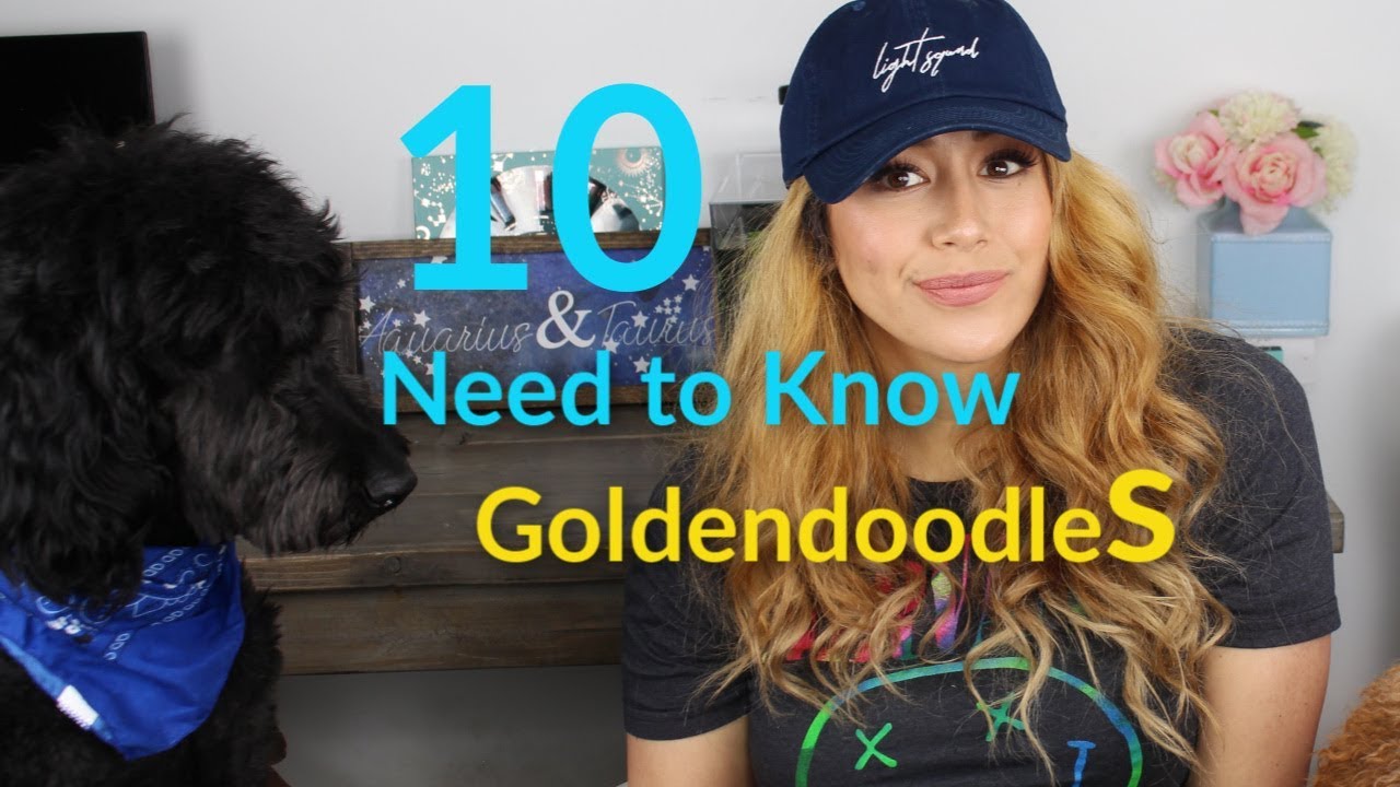 10 Things you NEED to know about GOLDENDOODLES