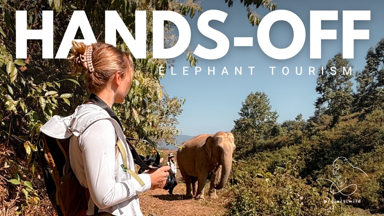 Improving Welfare for Elephants in Asia | ChangChill Elephant Sanctuary, Thailand