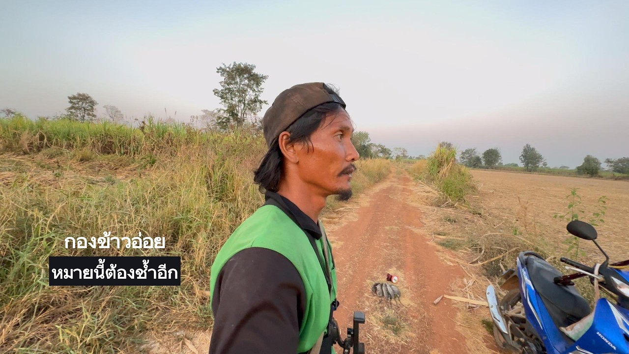 กองข้าวอ่อย พลาดเป็น10 หมายนี้ต้องมาช้ำอีก  |  พรานหมึก  คนตีผึ้ง