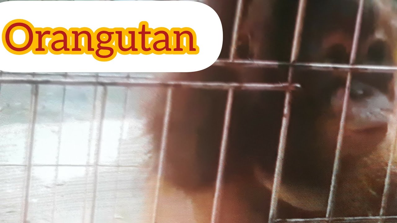 #satwa diLindungi#orangutan #primata #zoo #animals #bbksda jatim@bejountung9623 @Bagoes Channel