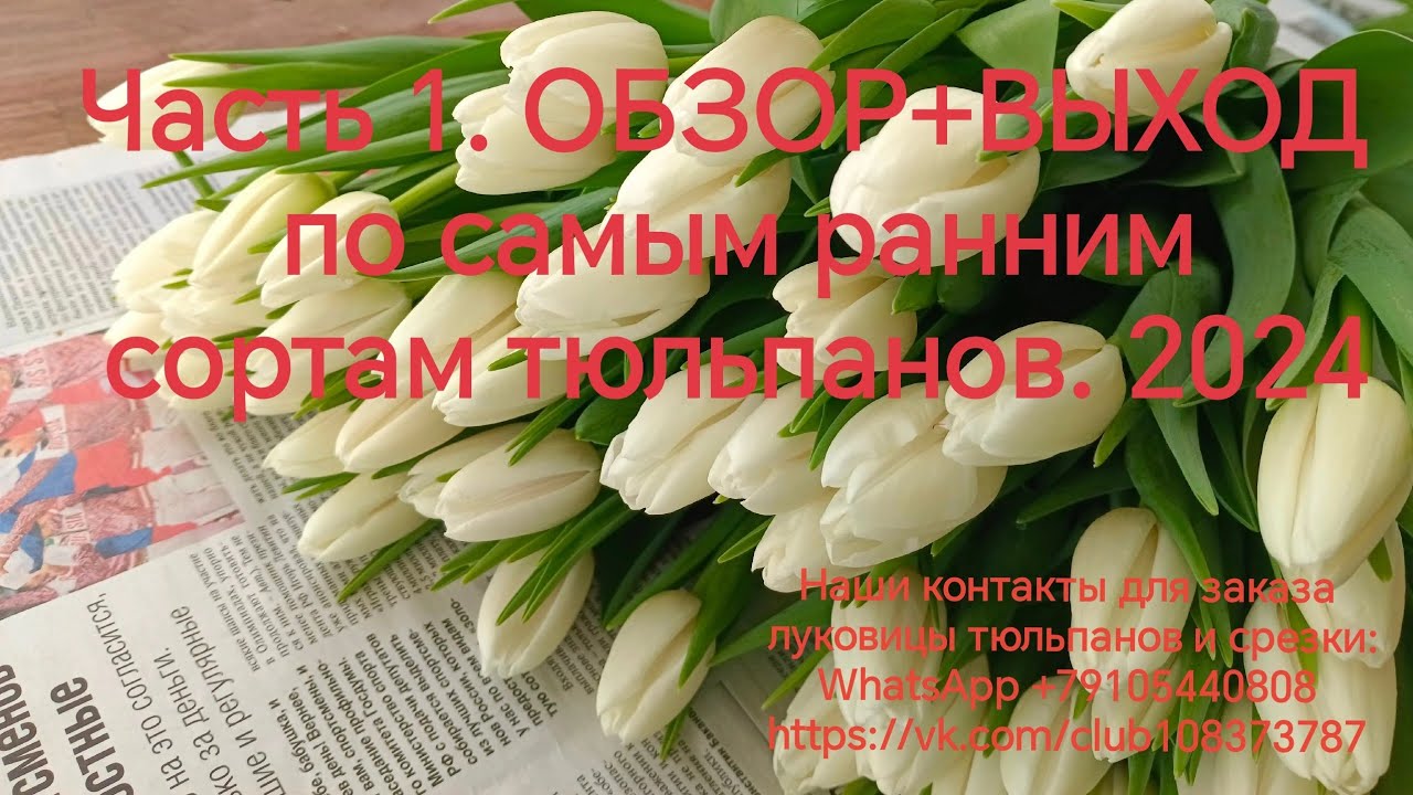 Часть 1. ОБЗОР+ВЫХОД по самым ранним сортам тюльпанов: Rapid ice, purple master, jumbo pink, kung fu