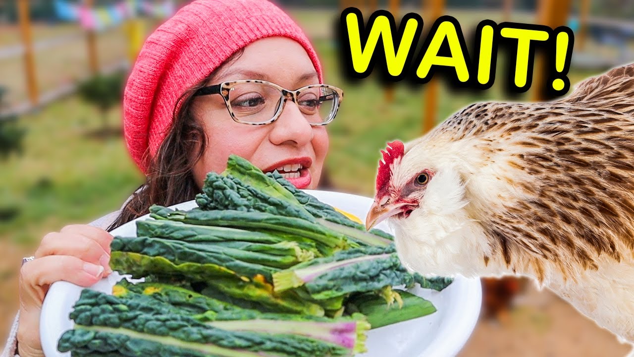 Знайте это, прежде чем кормить цыплят отходами