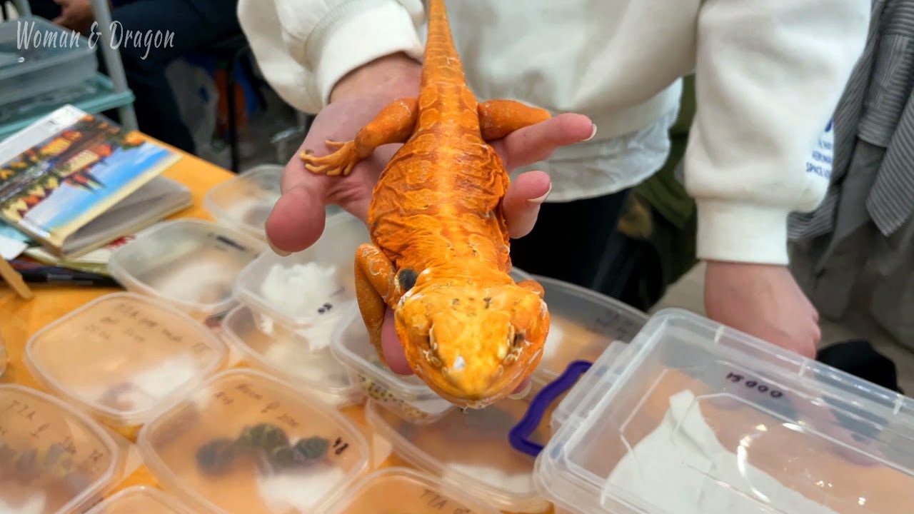 4 ЧАСТЬ | Выставка Reptilium 2021 осень. Лысая Бородатая Агама, сувениры и фигурки животных