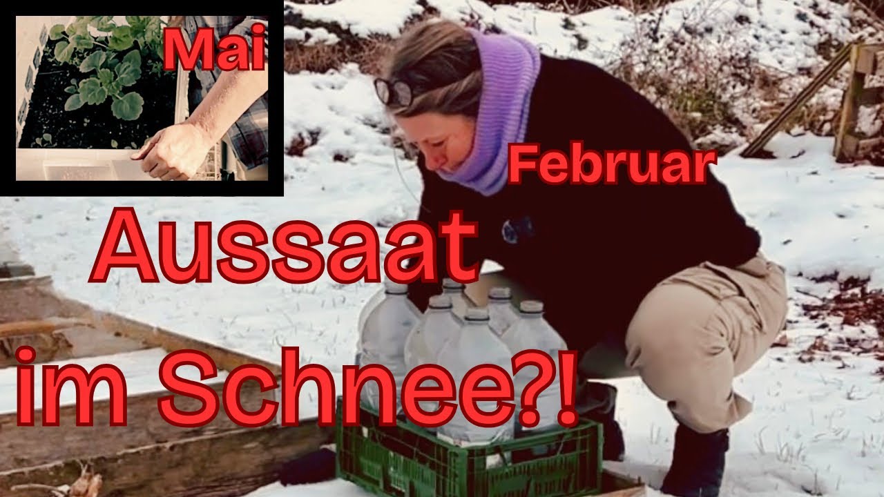 Aussaat im Schnee 🌱 einfache und schnelle Anleitung des Winter Sowings für Anfänger