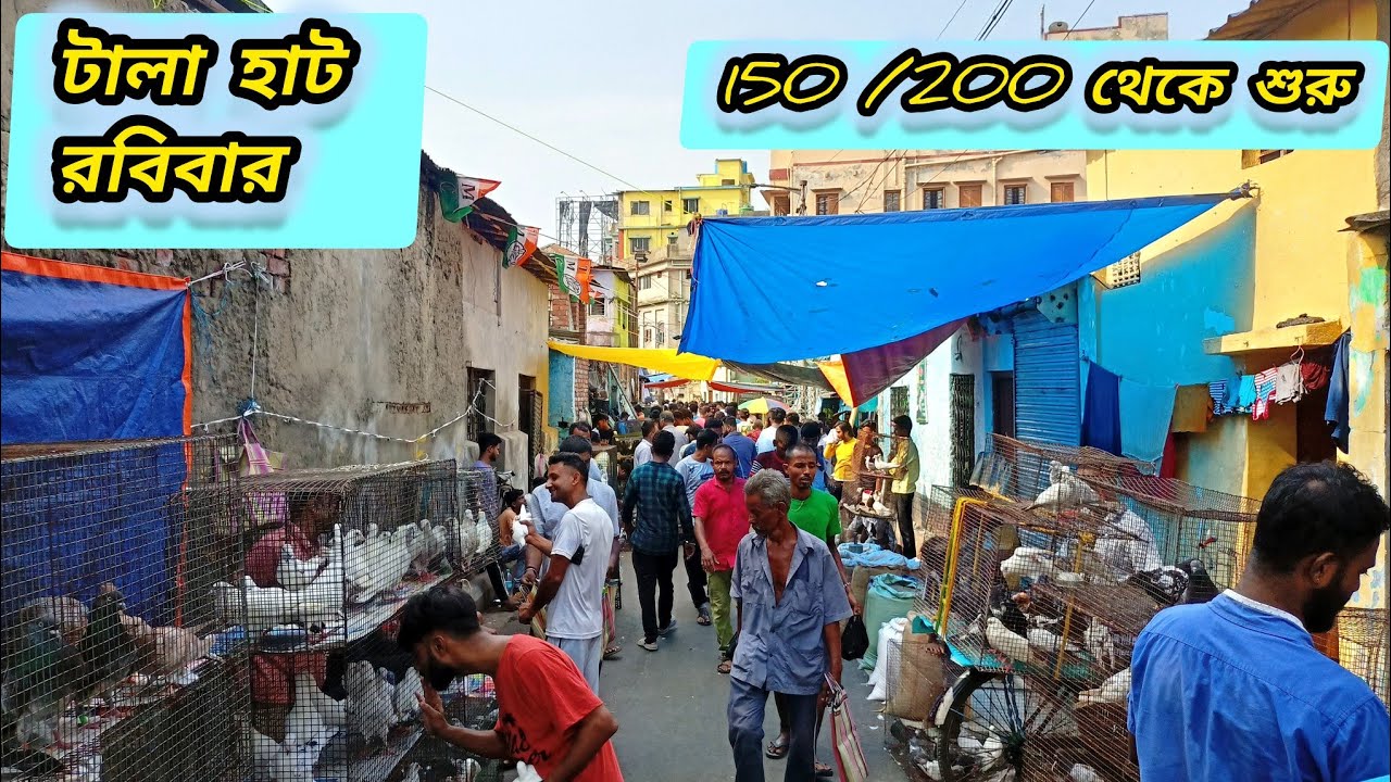 kolkata tala pigeon market।