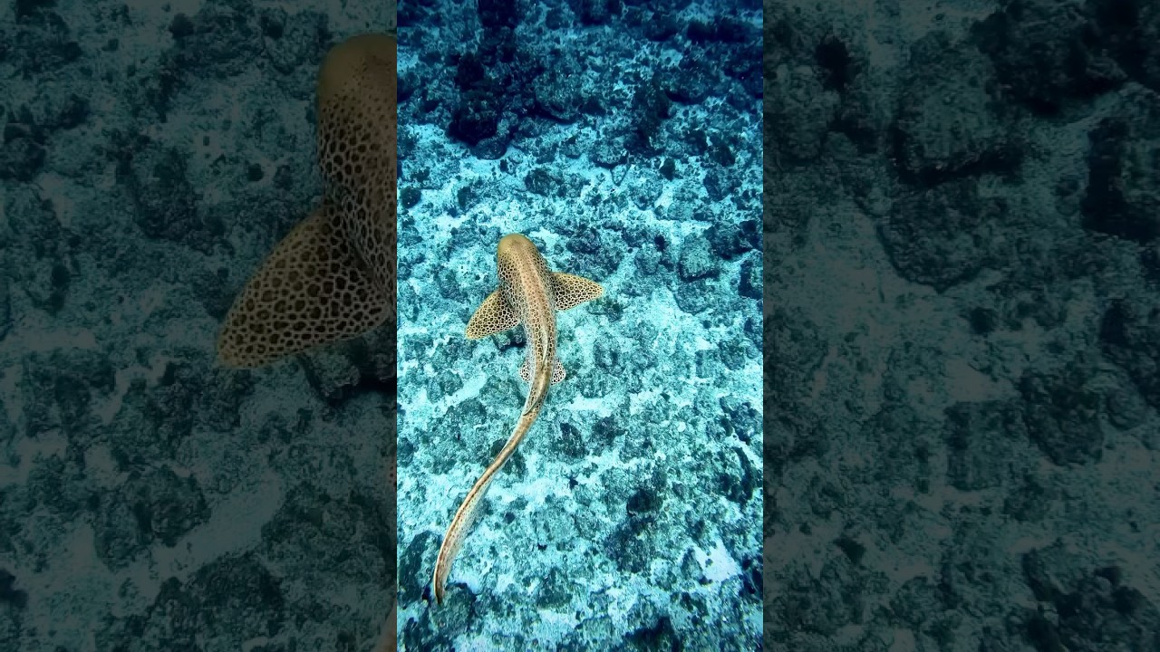 Not all sharks bite… Meet the chillest predator in the ocean: the Leopard Shark! 